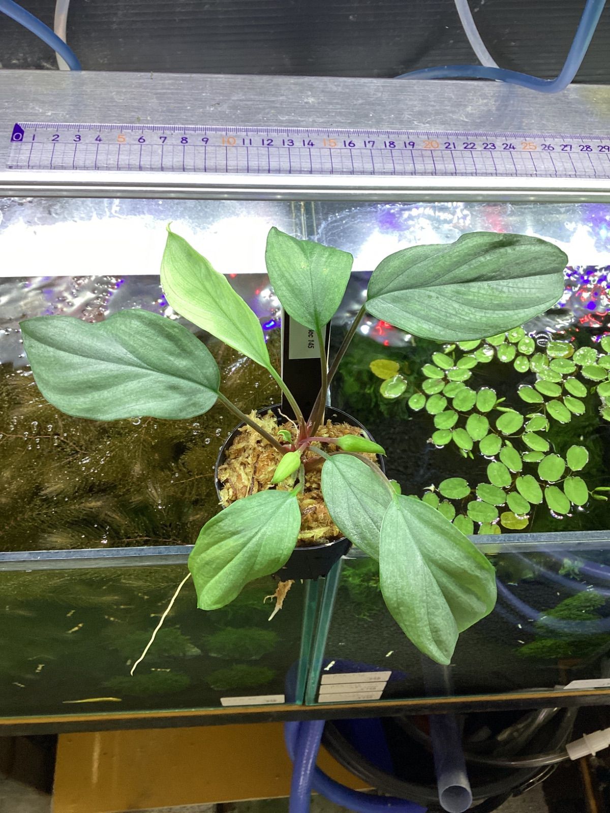 Homalomena Rec145