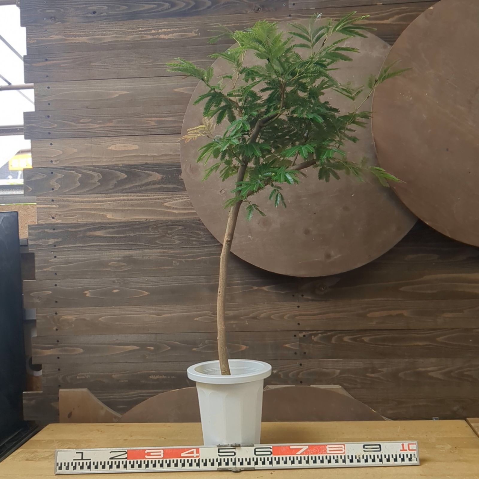 エバーフレッシュ【 幹太 】沖縄産 大型 観葉植物 早いもの勝ち A 
