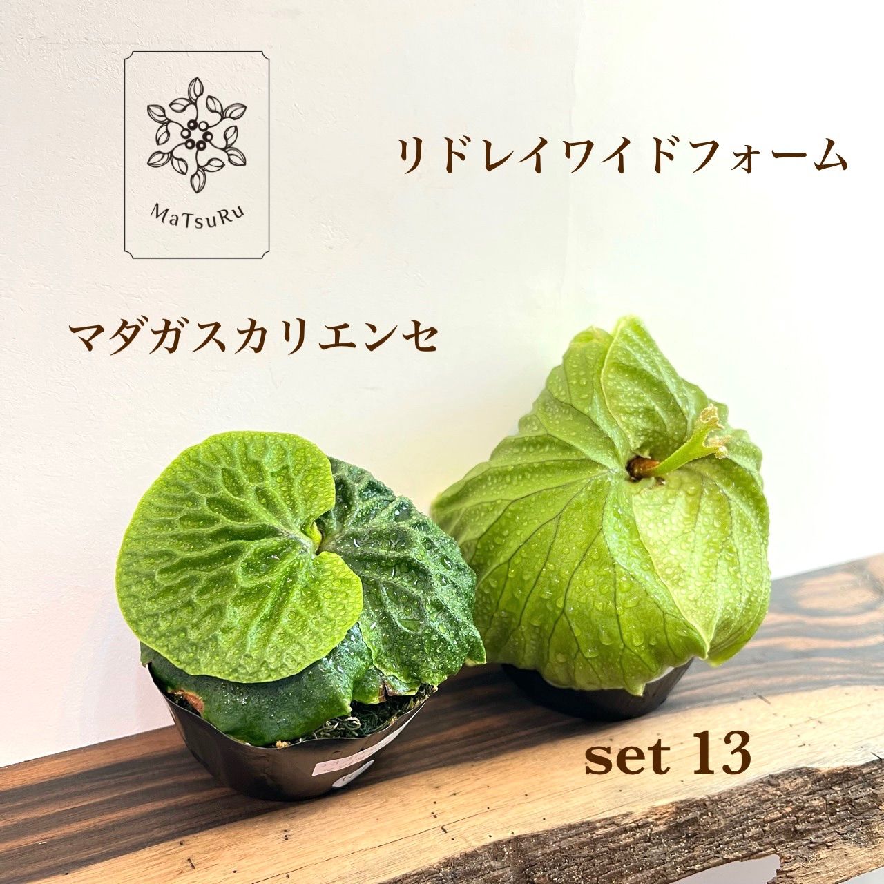 100%新品2024ビカクシダ　マダガスカリエンセ胞子培養株板付け その他多肉植物