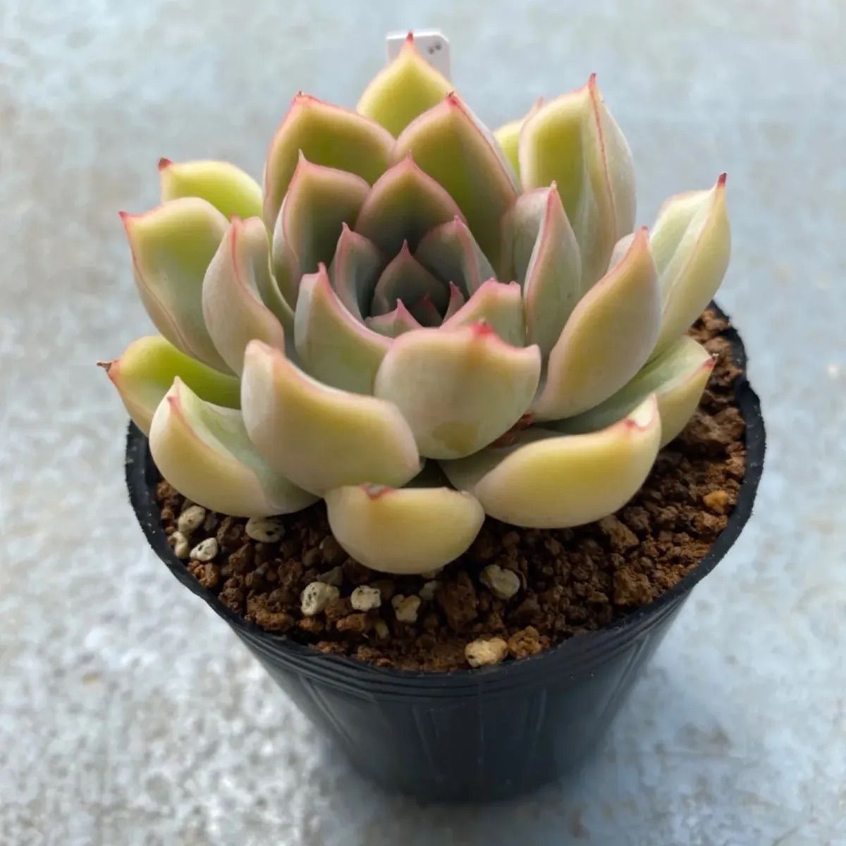 多肉植物 抜き苗 エケベリア ジャシリー - メルカリ