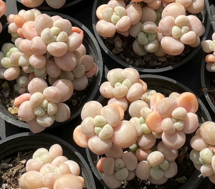 67#多肉植物アエオニウム錦❤️ガーネット白斑錦❤️1大頭9小頭22cm鉢