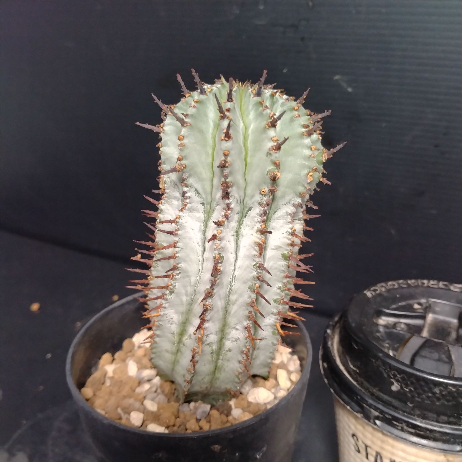 L189【自社養生株】ユーフォルビア ホリダ白肌（発根株・鉢植え