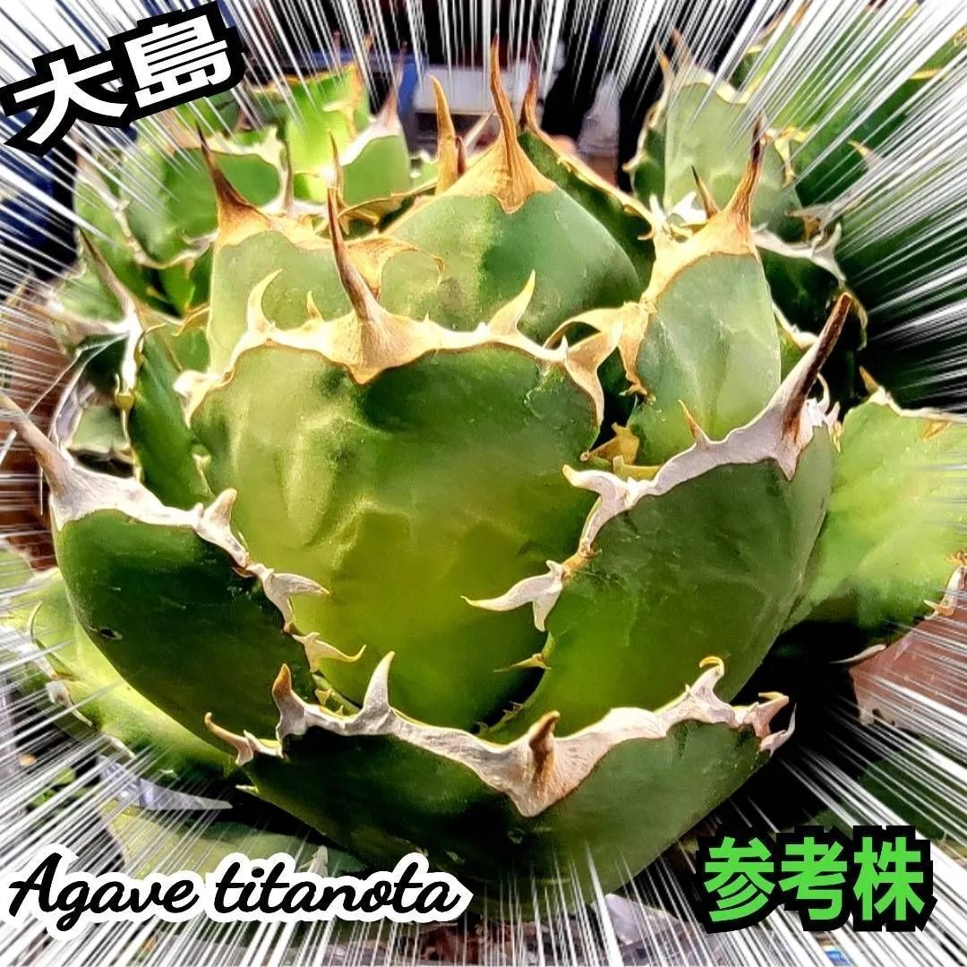 アガベ多肉植物 チタノタ 寛葉丸型白鯨 - 植物/観葉植物