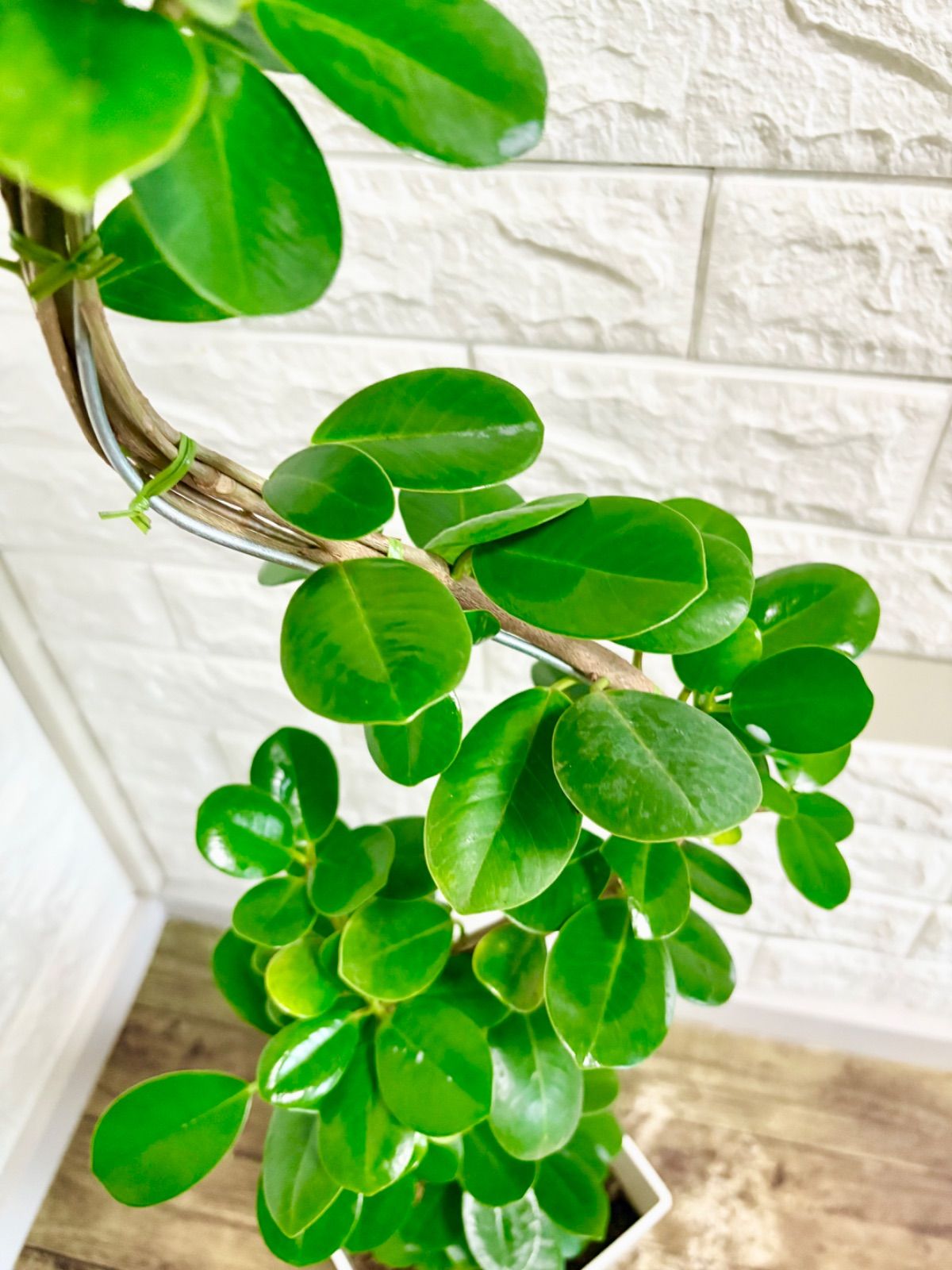 パンダガジュマル⭐️曲がり