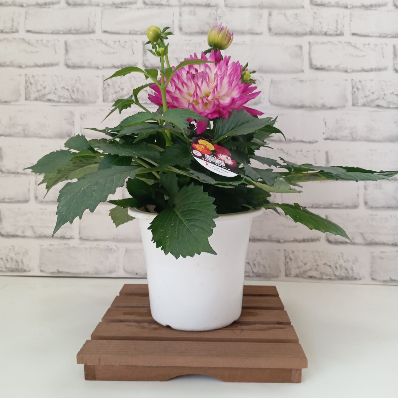 鉢花 観葉植物 ダリア ラベラマジョーレ 5号 インテリア 運気アップ