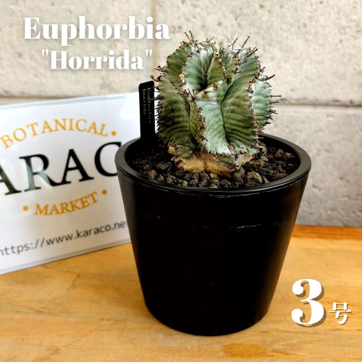 多肉植物】現品 白衣 ユーフォルビア ホリダ 3号 プラ鉢 ビザール