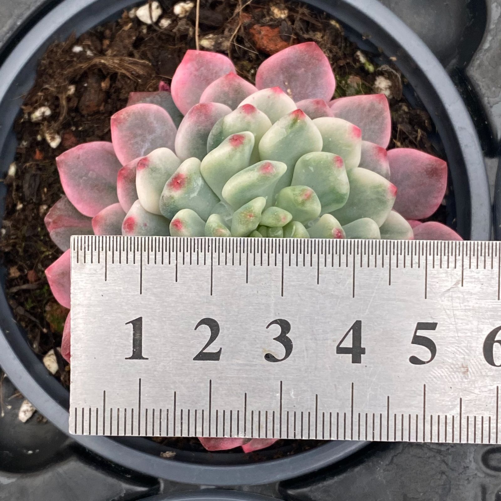 **週末のみ出品** 多肉植物　韓国苗　りんごの花　抜き苗　10cm以上 週末のみ出品** 多肉植物 韓国苗 りんごの花 抜き苗 10cm以上 週末