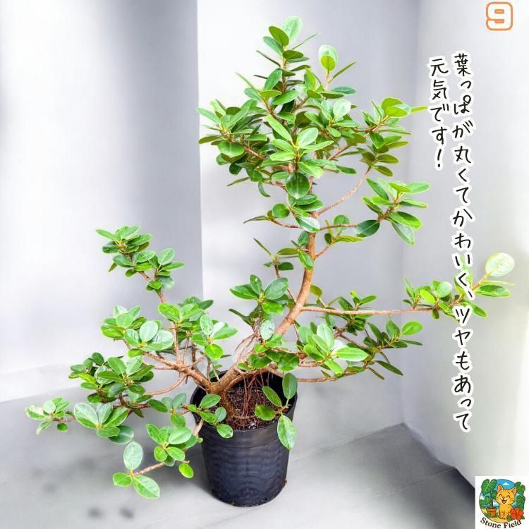 一点モノ】存在感バツグン！パンダガジュマル9｜丈夫で育てやすい◎