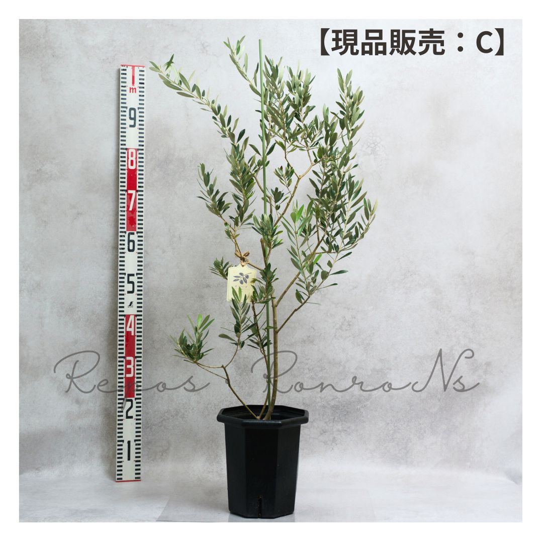 オリーブ アルベキーナ 現品販売 C 7号 品種 アルベキナ 常緑樹