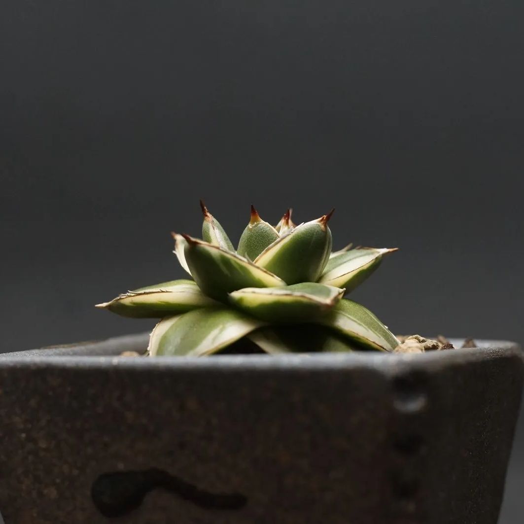 Agave filifera 'Pinky'