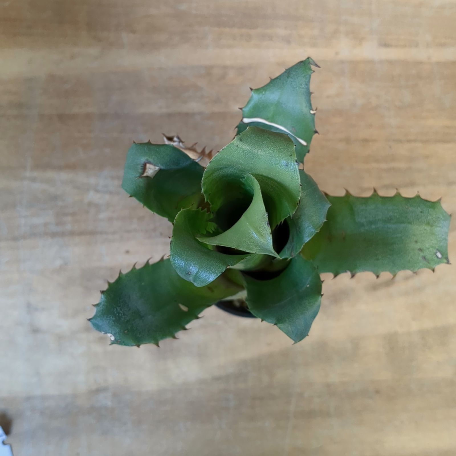 Hohenbergia　magnispina　ホヘンベルギア　マグニスピナ fit=scale-down,w=1200