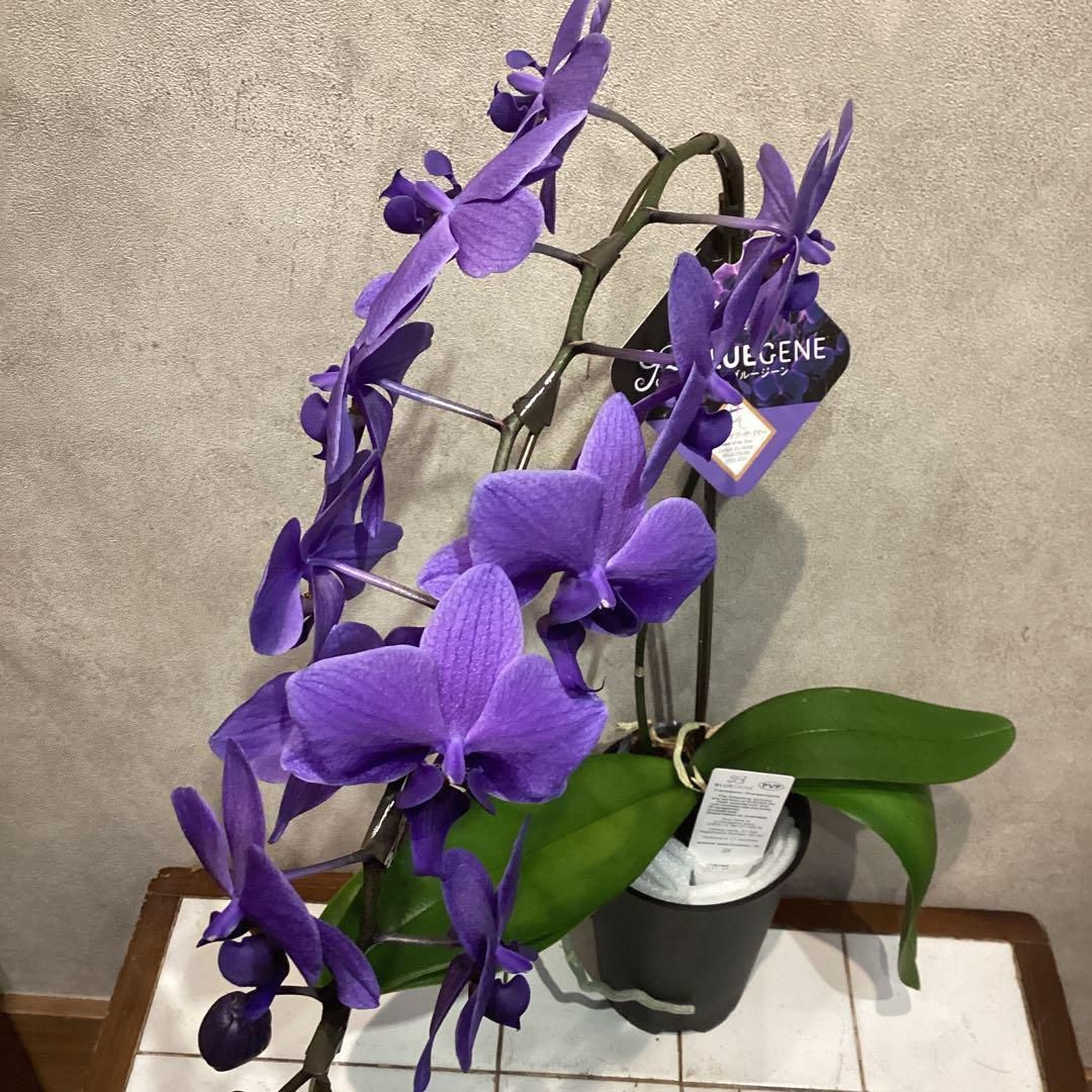 入荷少なめです❗️超希少❗️胡蝶蘭❤️ブルージーン 1本立