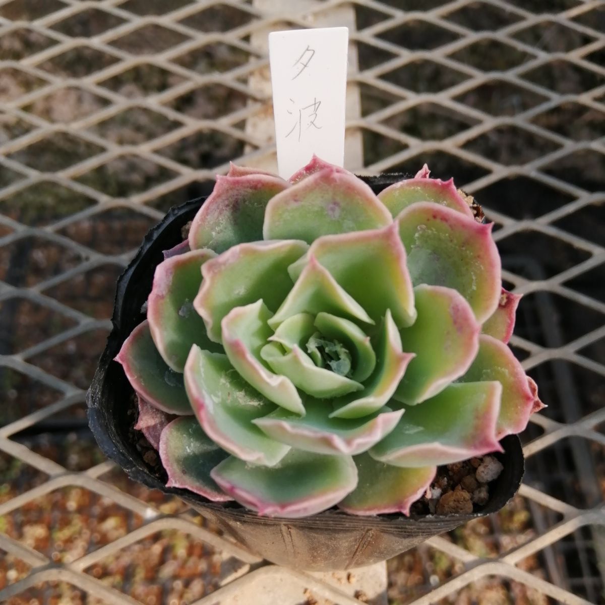 おらいさん 夕波 ミックスベリア 多肉植物 エケベリア - メルカリ