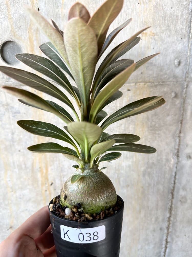 貴重】【実生株】アデニウム・ソコトラナム 砂漠の薔薇 アデニウム