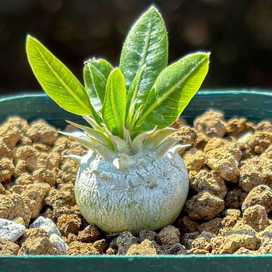 国内実生5年　白花　パキポディウム　レウコキサンツム オンライン 通販フラワー・ガーデニング - 国内実生5年 白花