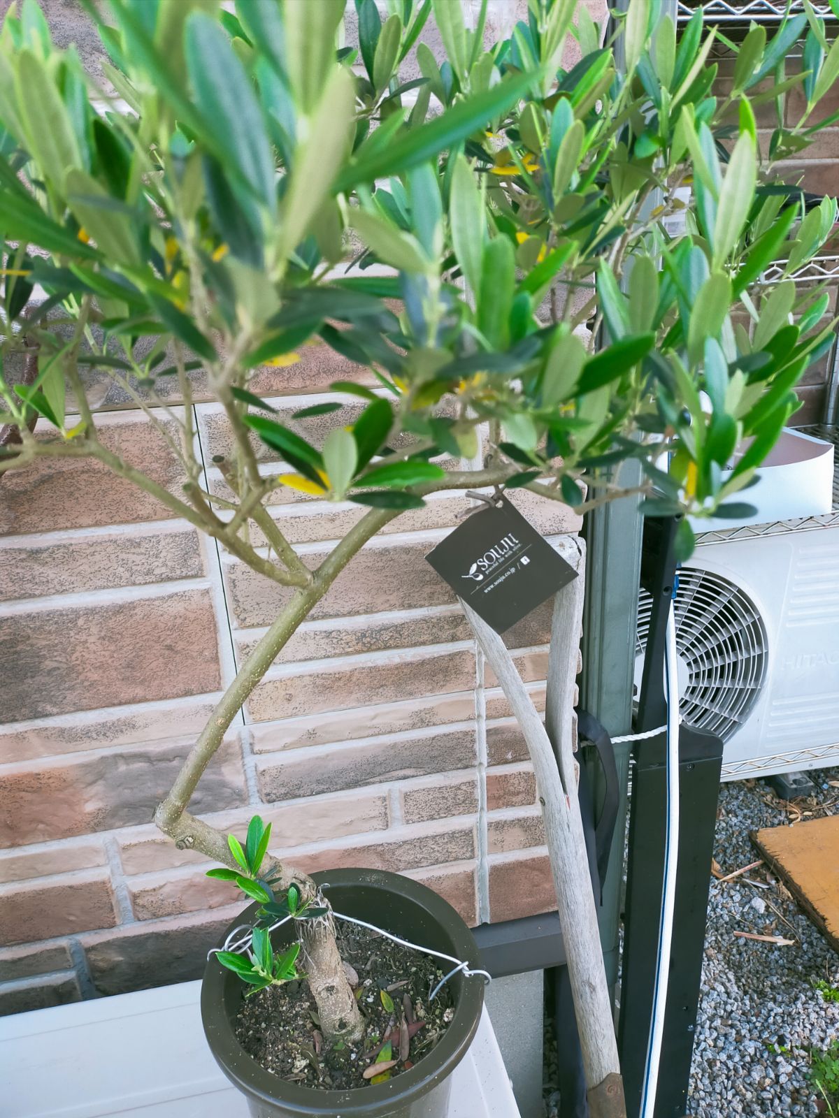 ⑬　オリーブの木souju　『マンザニロ』　6号　最高等級極上品‼️ ⑬ オリーブの木souju 『マンザニロ』 6号 最高等級極上品