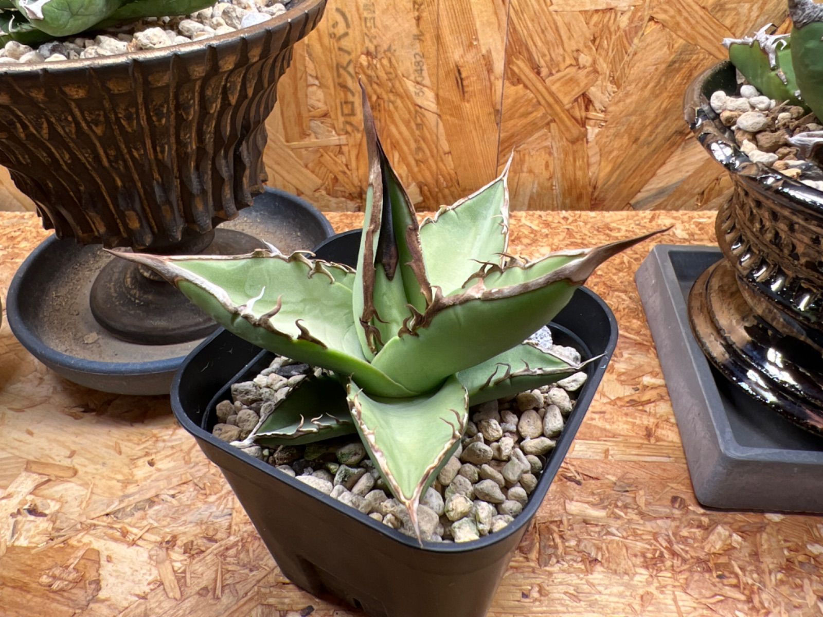 アガべ オアハカ 実生 Agave オアハカ 実生株 アガベ アガベ・オテロイ