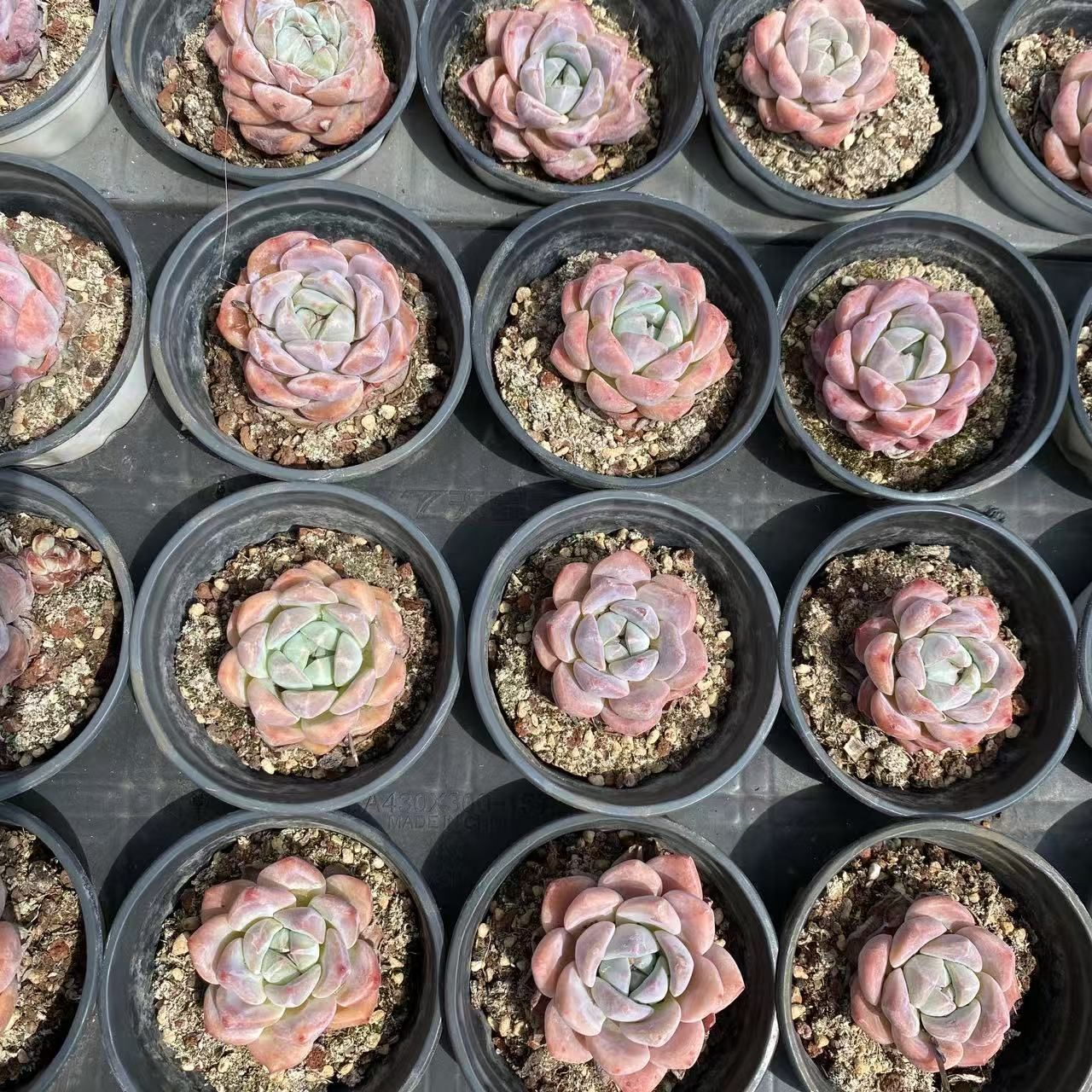 多肉植物抜き苗セット 新発売 35株セット ストロベリー・イワレンゲ 抜き苗 多肉植物 佐川