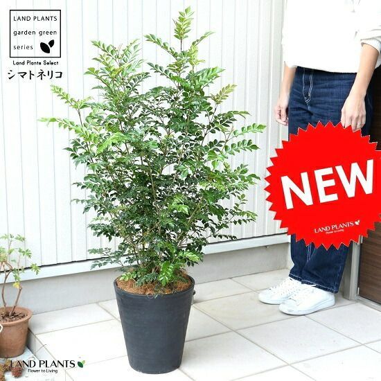 春⭐︎アルゼンチンタンゴドレス ハンドメイド ピンク 花柄 2024