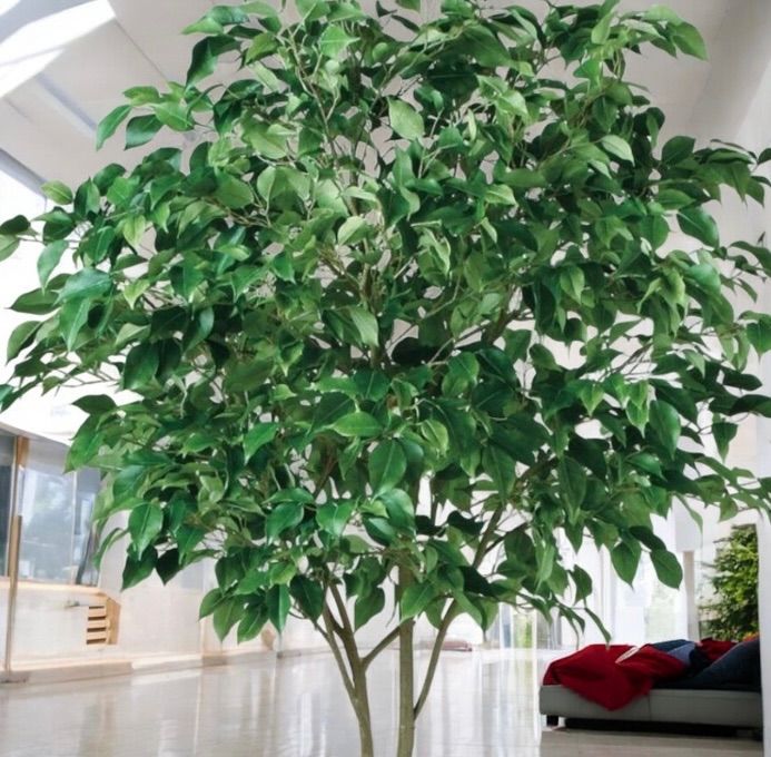 光触媒 人工観葉植物 ウォールグリーン フェイクグリーン ベンジャミン