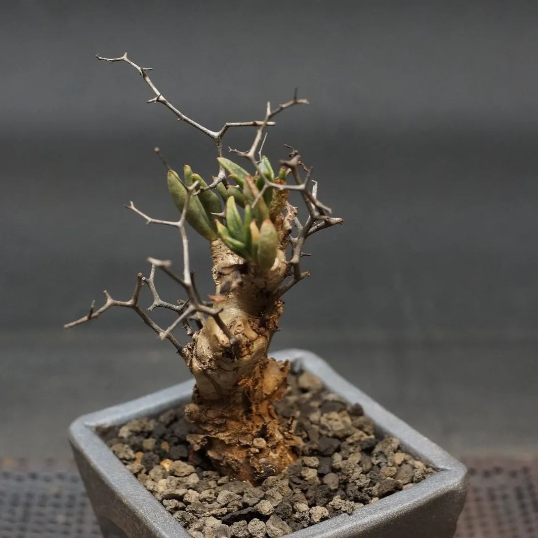Tylecodon reticulatus