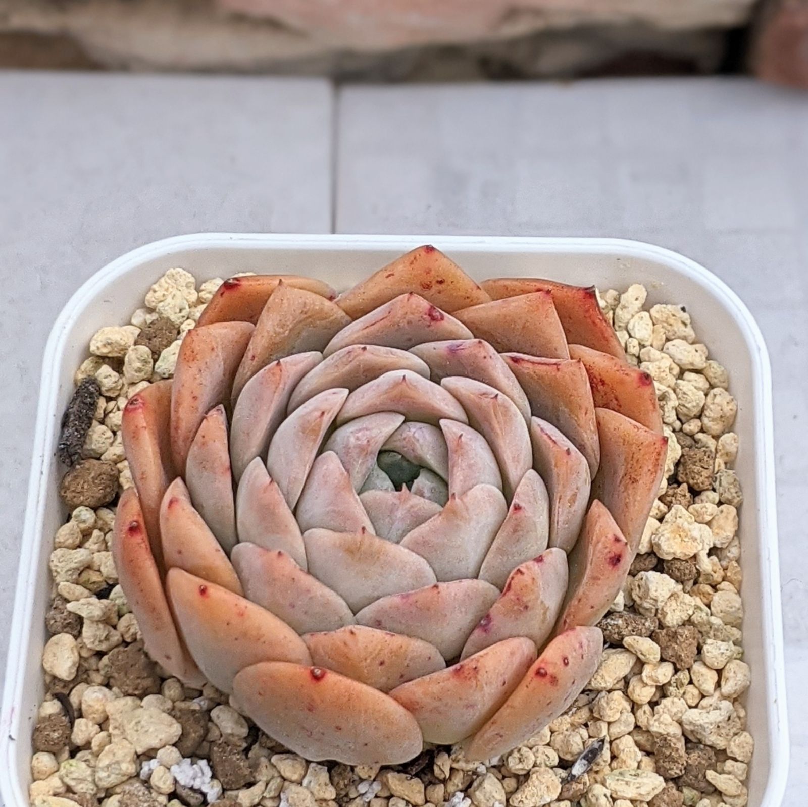 サラン 多肉植物 抜き苗 エケベリア - メルカリ