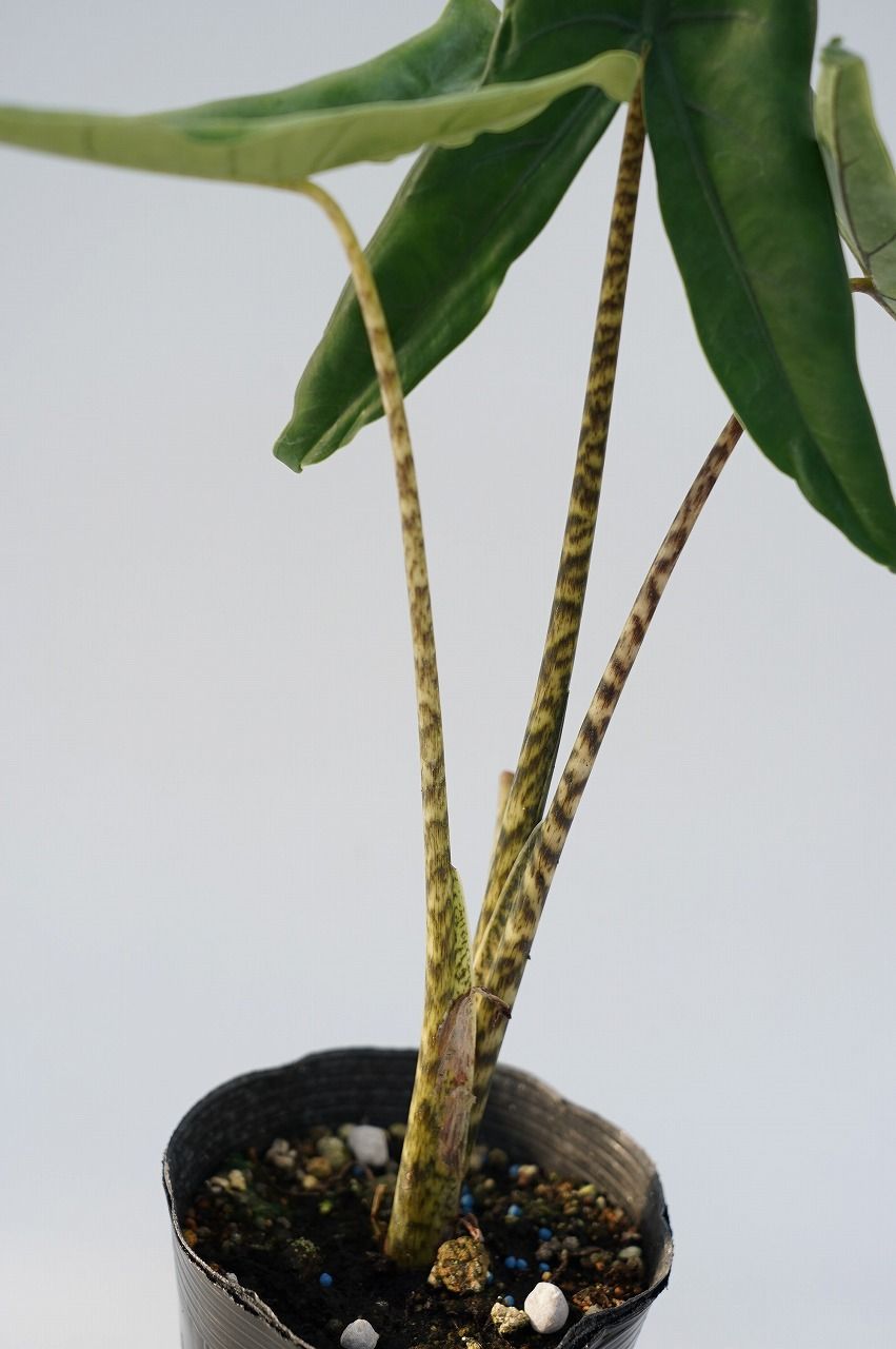 ☆生産直売☆千葉県産 アロカシア・ゼブリナ ティグリナ