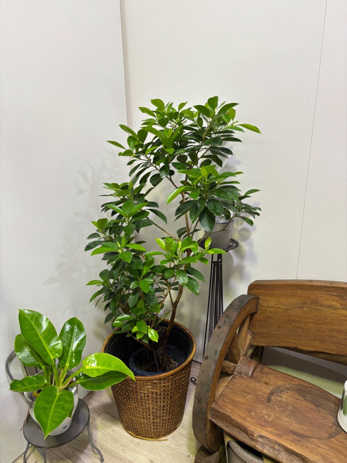 月桂樹 ローリエ 10号 スパイラル仕立て 常緑樹 中型 グリーン鉢