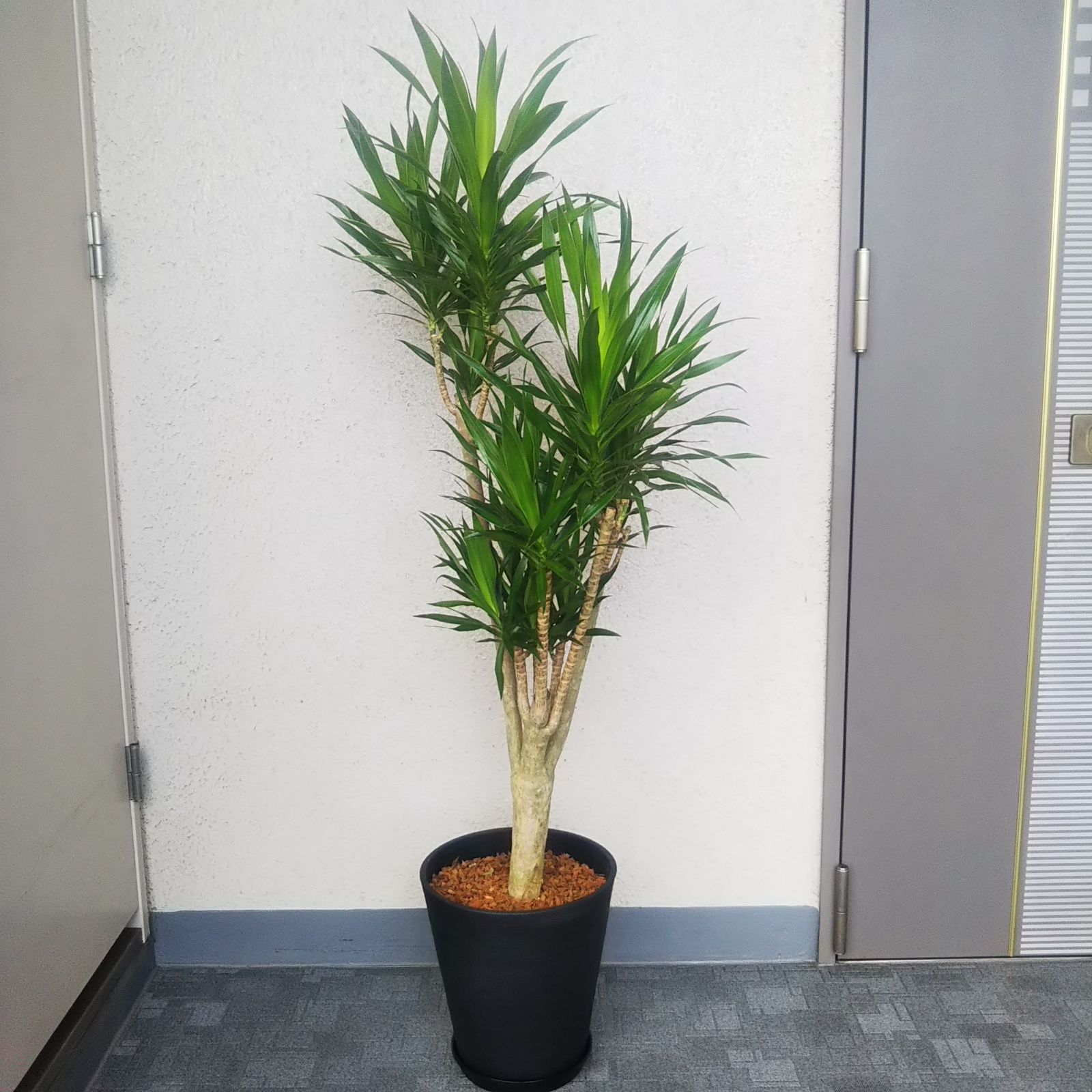 メルカリshops 現品 希少 ドラセナナビー 大型観葉植物 高級セラアート鉢受皿付 高さ130