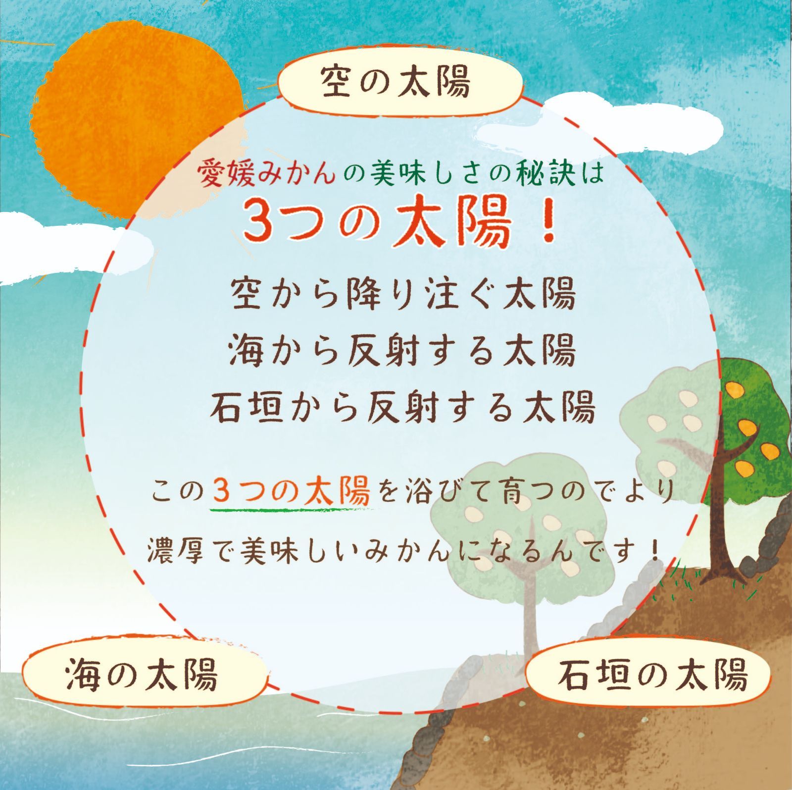 超お買い得】愛媛県産 愛媛みかん １０ｋｇ補償有 - メルカリ