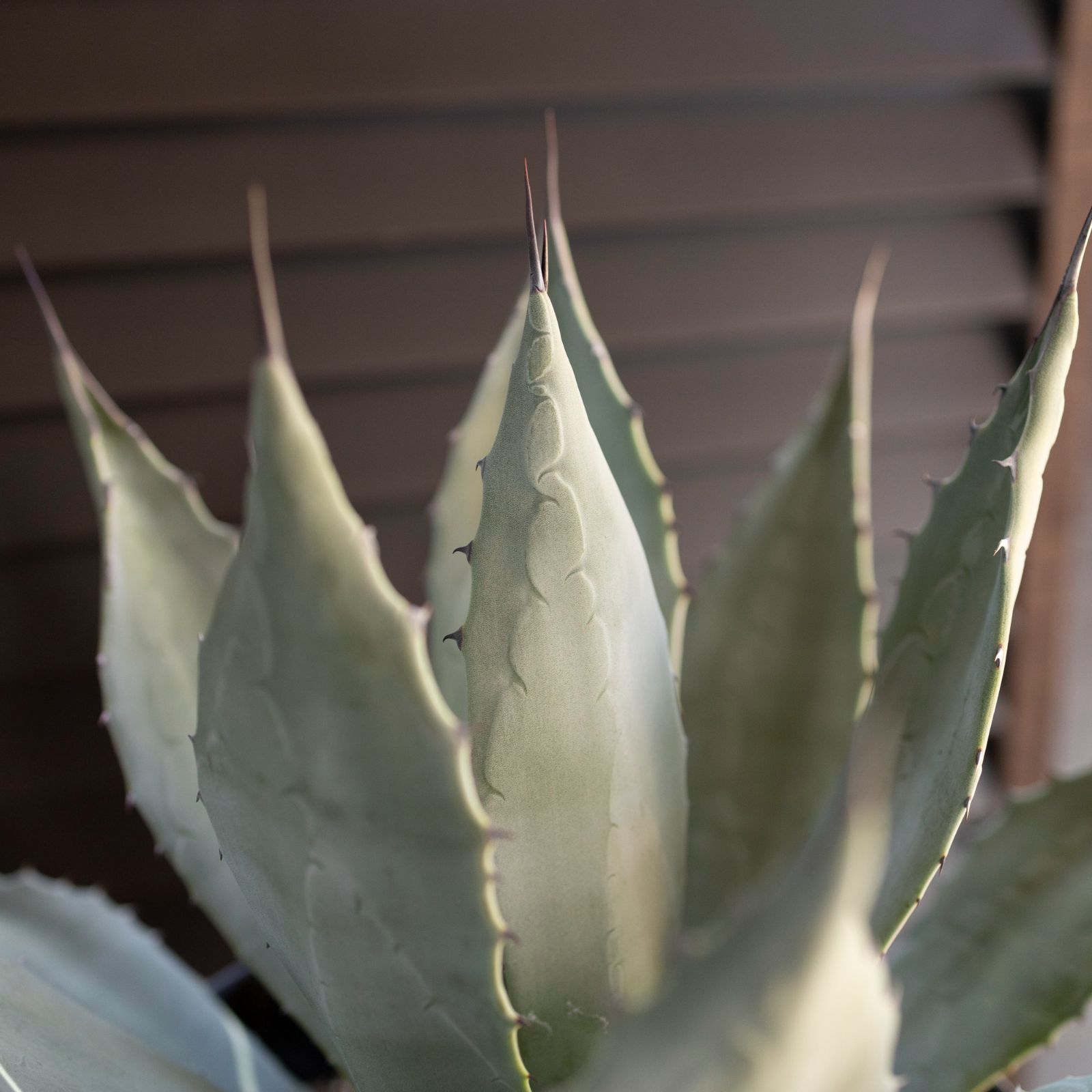 黒棘 アガベ パリー 吉祥天 Agave parryi リュウゼツラン ドライ 黒棘 アガベ パリー 吉祥天 Agave parryi リュウゼツラン ドライ