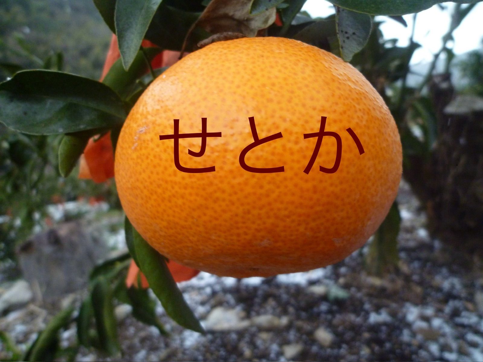 クール便 韓国産 チャメ 8kg イエローメロン 韓国 メロン 果物