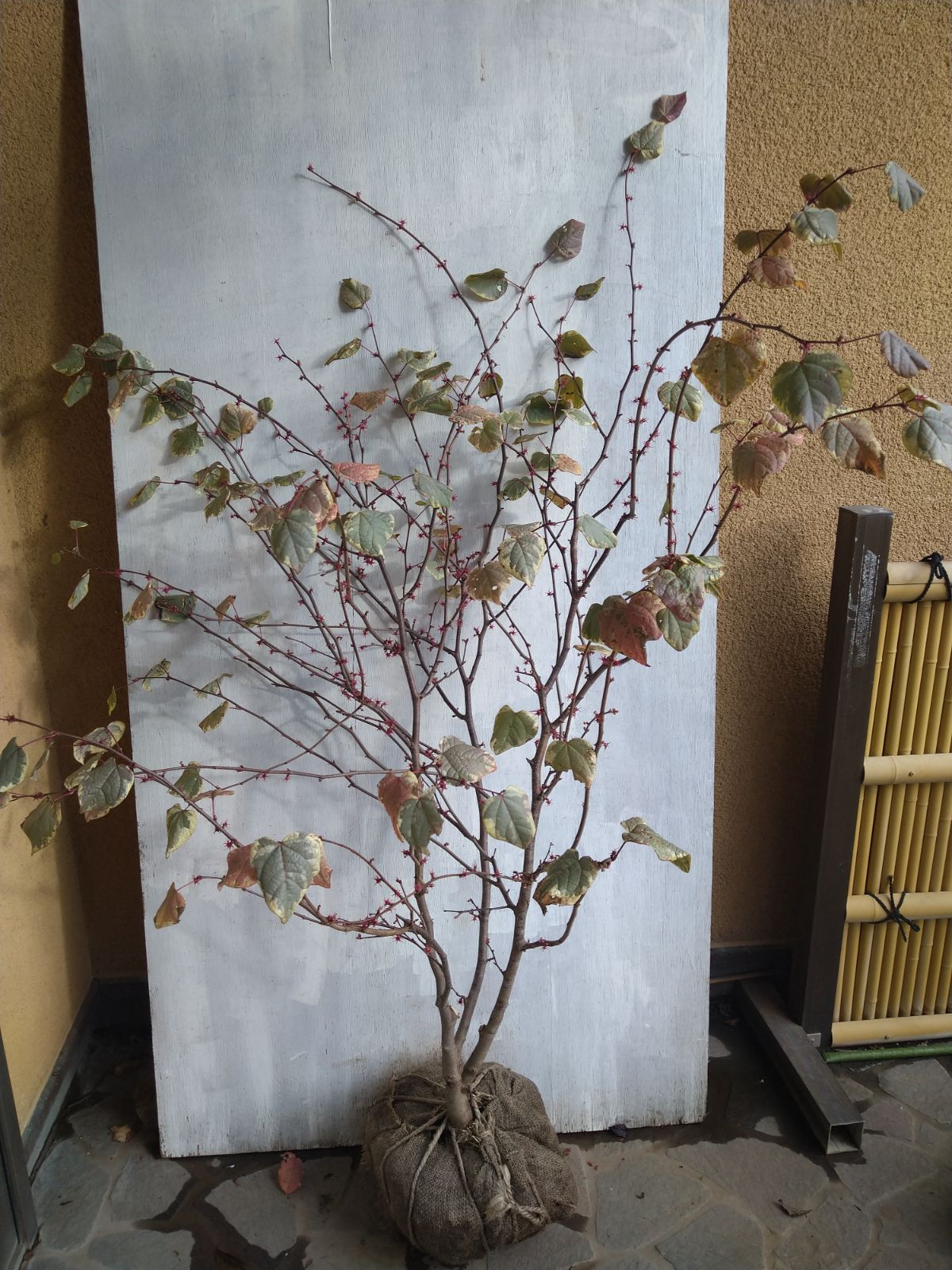 楽天市場】シロヤシオの通販 シロヤシオツツジ/特大株【現品発送】管理