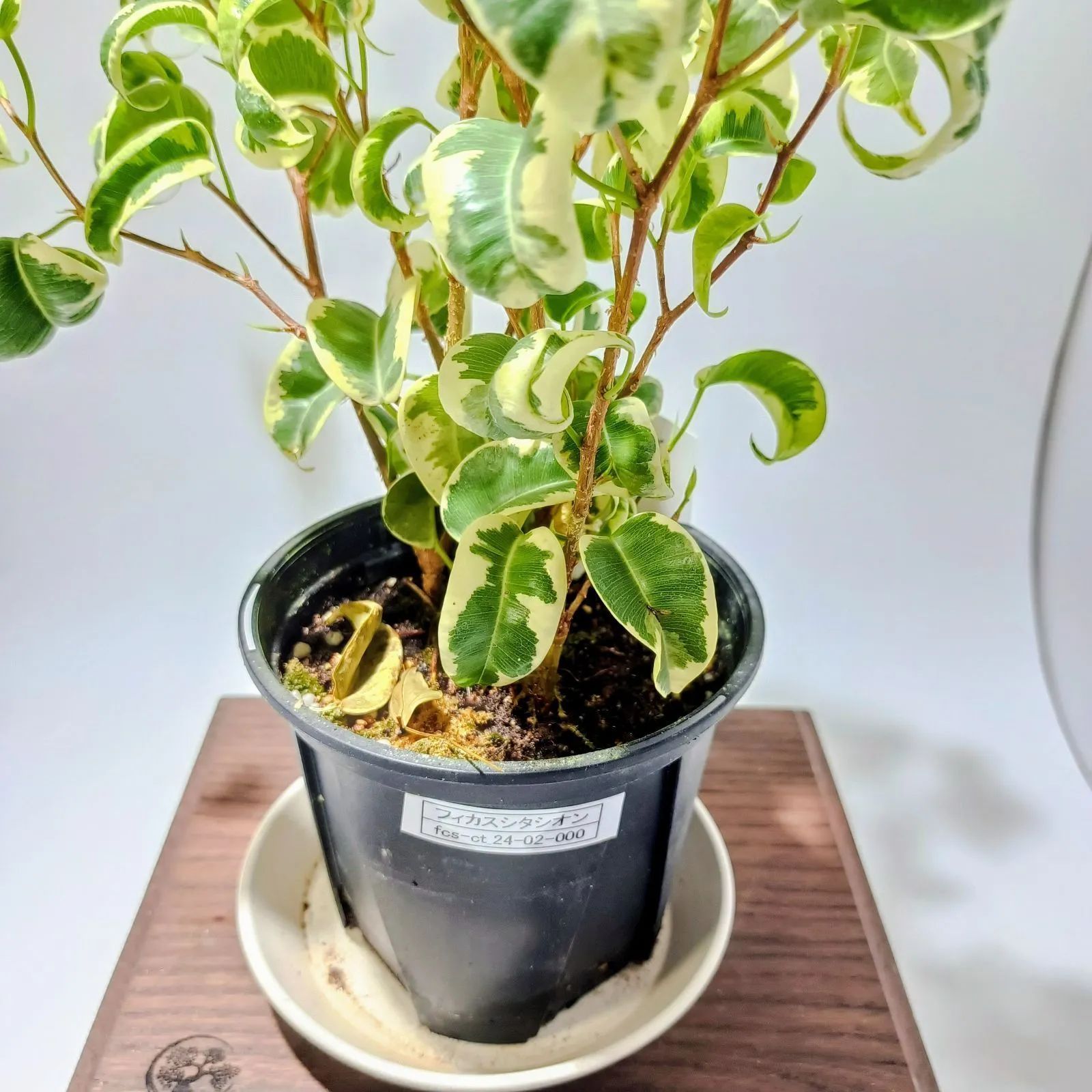 ☆ポットごと♡ベンジャミン バロック♡フィカス♡観葉植物♡ フィカス