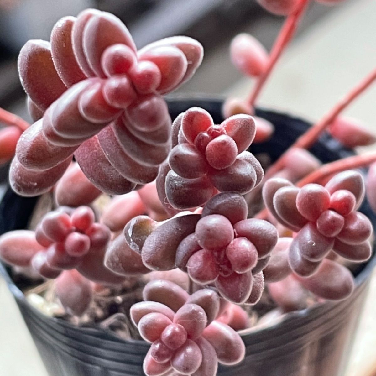 多肉植物 玉葉❣️抜き苗 - メルカリ