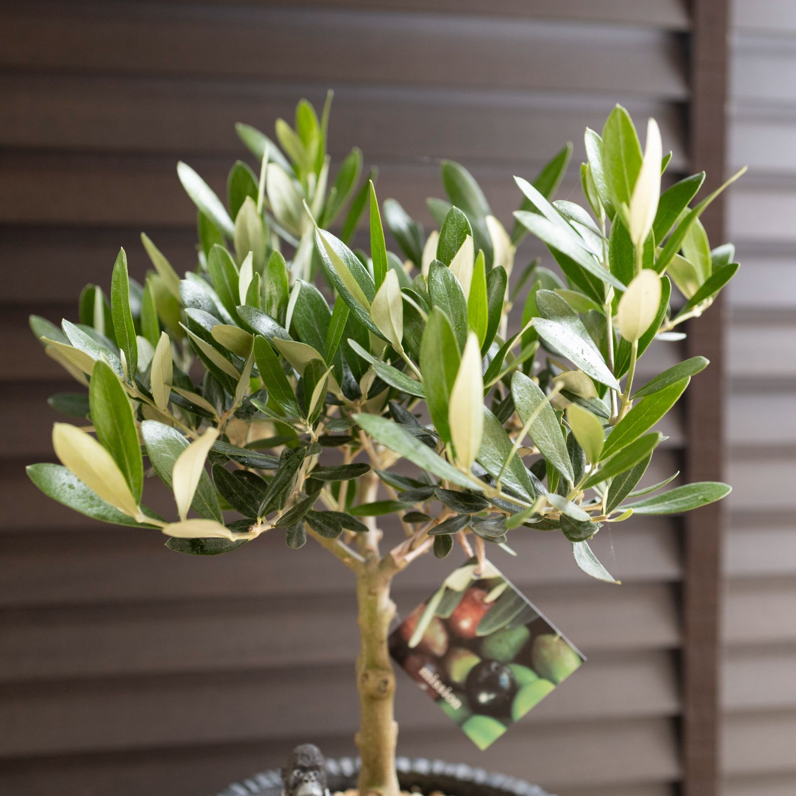 創樹 オリーブ 7号 ミッション 盆栽 SOUJU Mission Olive オリーブの木