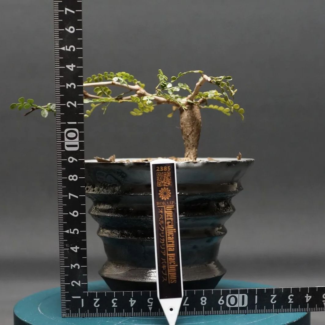 オペルクリカリア パキプス