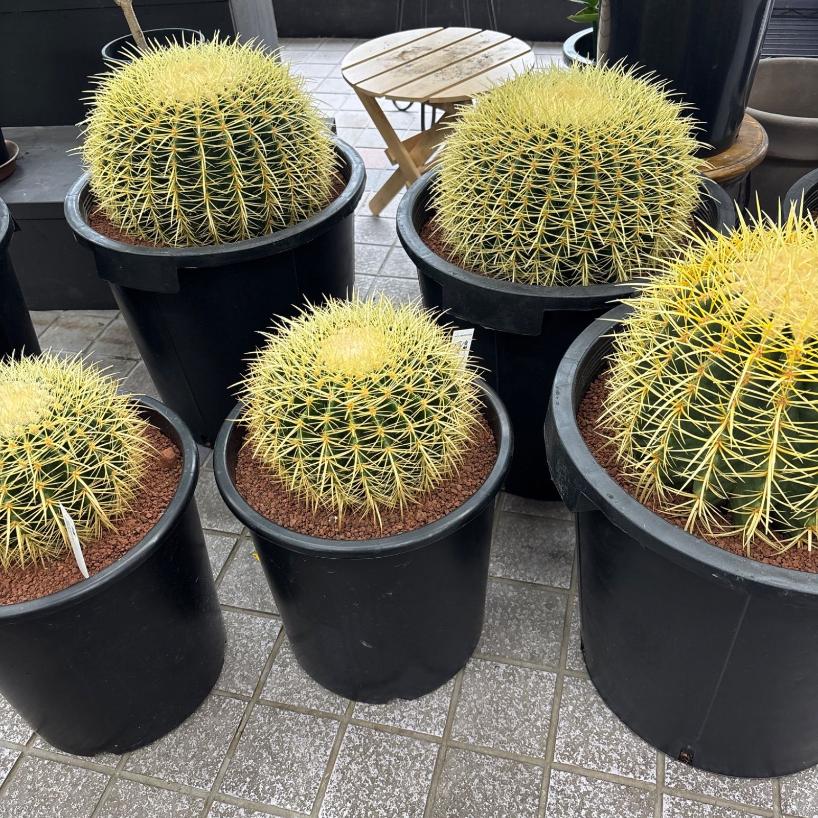 金鯱サボテン キンシャチサボテン