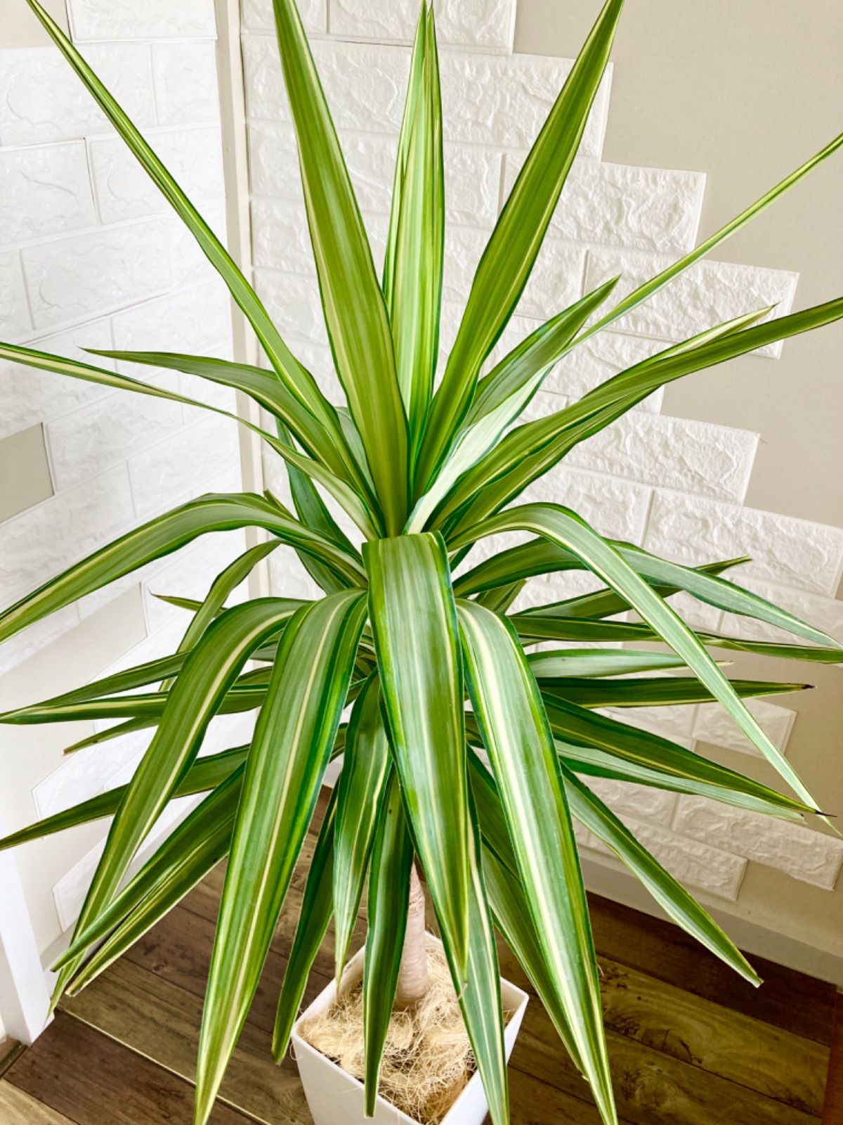 ユッカ⭐️斑入り⭐️希少⭐️根上がり - メルカリ