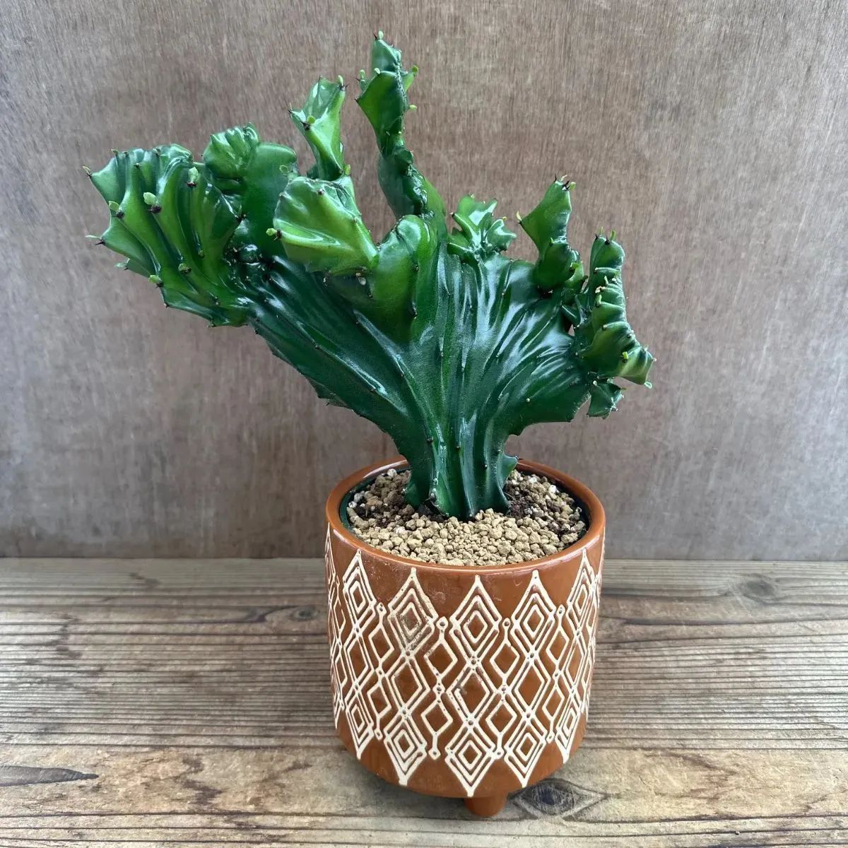 ユーフォルビア ラクテア 綴化 陶器鉢茶 Euphorbia lactea 観葉