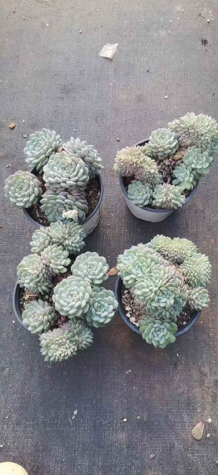 抜き苗 シロポッチケッカ XQ851×15株 ふっくら 多肉植物