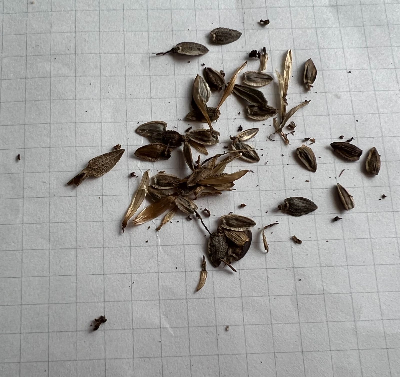 百日草（ジニア）　種30粒　花の種