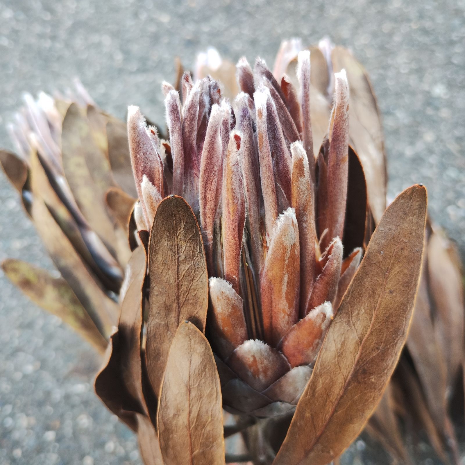 紫陽花ドライフラワー P 120サイズ 北海道産 タイムセール 紫陽花ドライフラワー B3 大量 120サイズ 北海道産 秋色紫陽花 - メルカリ