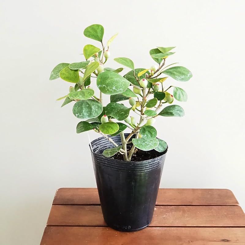 ♥ ＩＴＡＮＳＥ フィカス ゴールドコイン 3号 1個売り 観葉植物 学名 Ficus deltoidea クワ科 原生地 インド～東南アジア 和名 小判菩提樹 コバンボダイジュ 葉は丸みのある三角形 表面は厚みがあり濃い緑色 葉脈が根元から放射 0