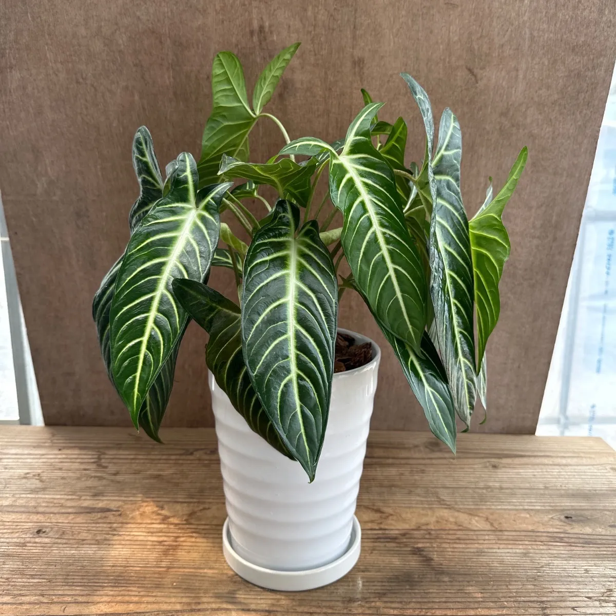 2025年最新】キサントソーマ リンデニーの人気アイテム - メルカリ