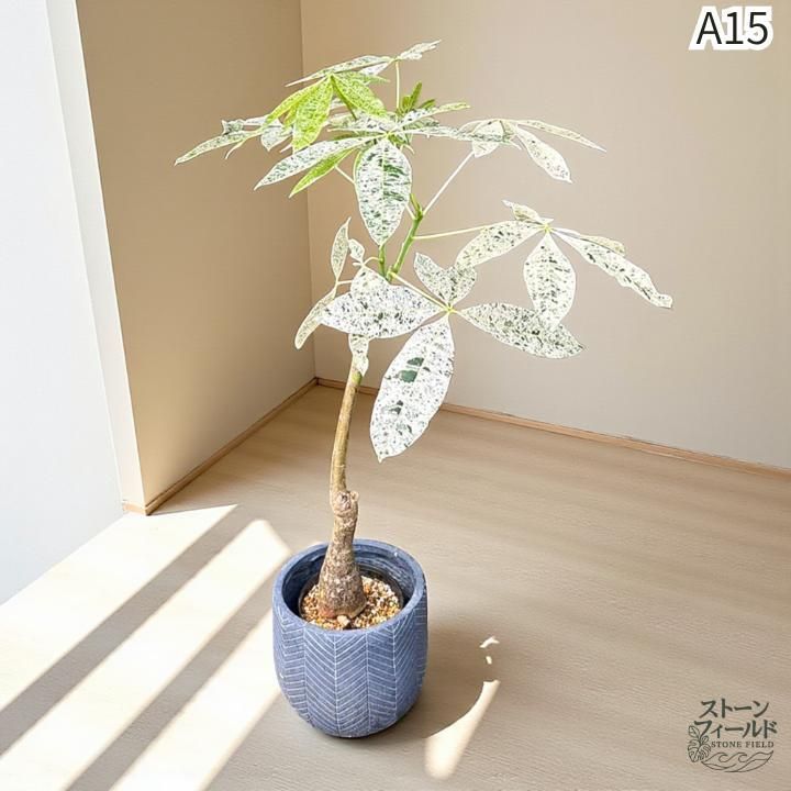 実生パキラミルキーウェイA８/複数接木/枝分岐パラソル仕立て/無機質用土 実生パキラミルキーウェイA15/枝分岐パラソル仕立て/無機質用土