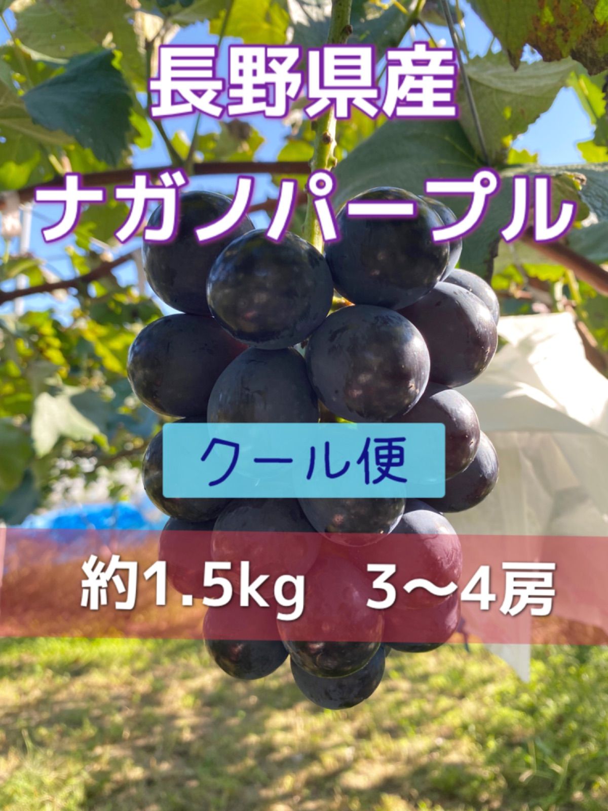 c03 ナガノパープル クール便 5Kg-