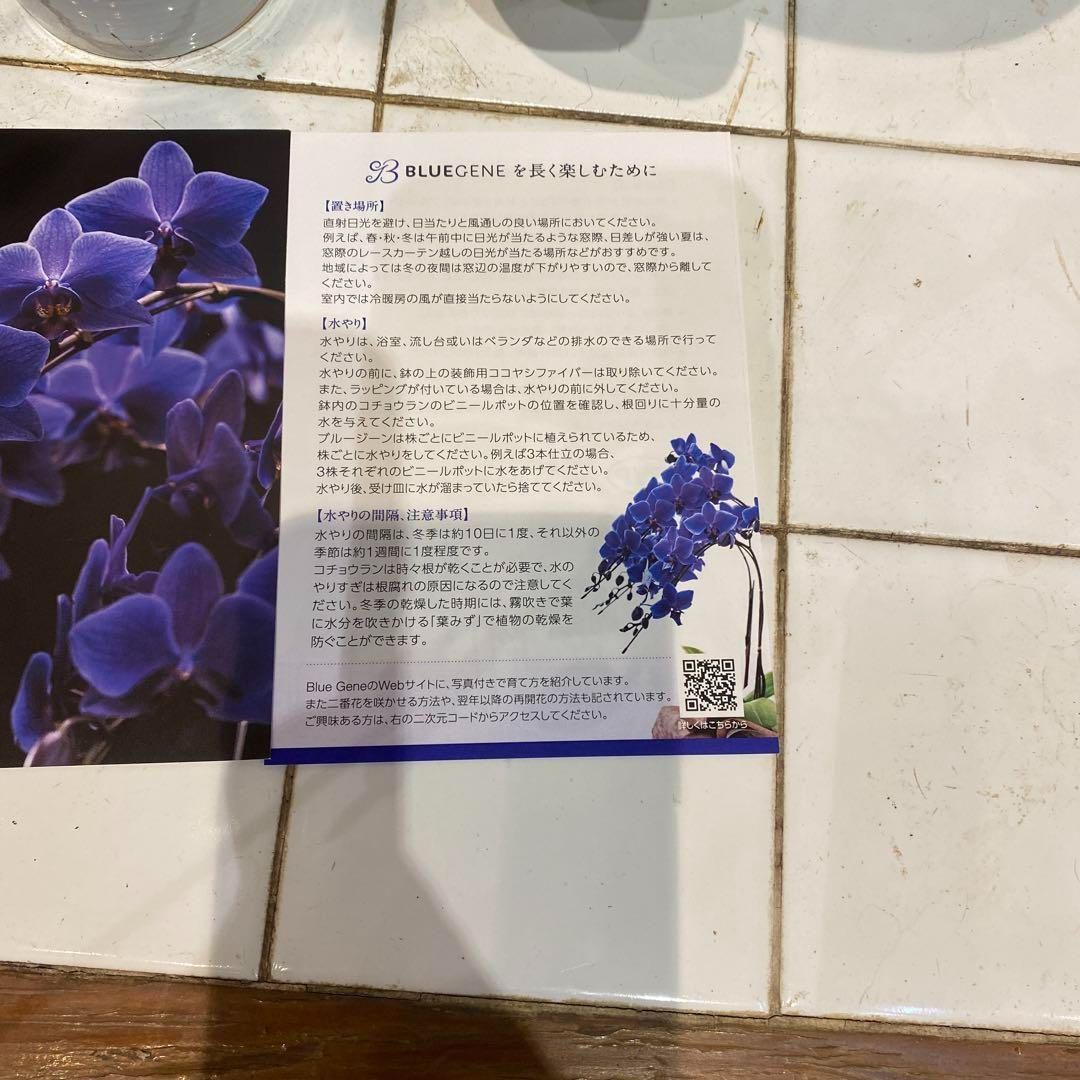 注文 数限定❗️現品 超希少❗️胡蝶蘭❤️ブルージーン 1本立 本日