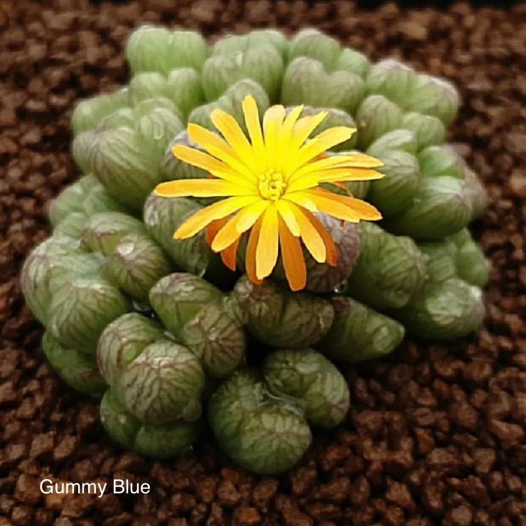 ○○多肉 コノフィツム マーベルス ミルクマン 'Mabel's Milkman