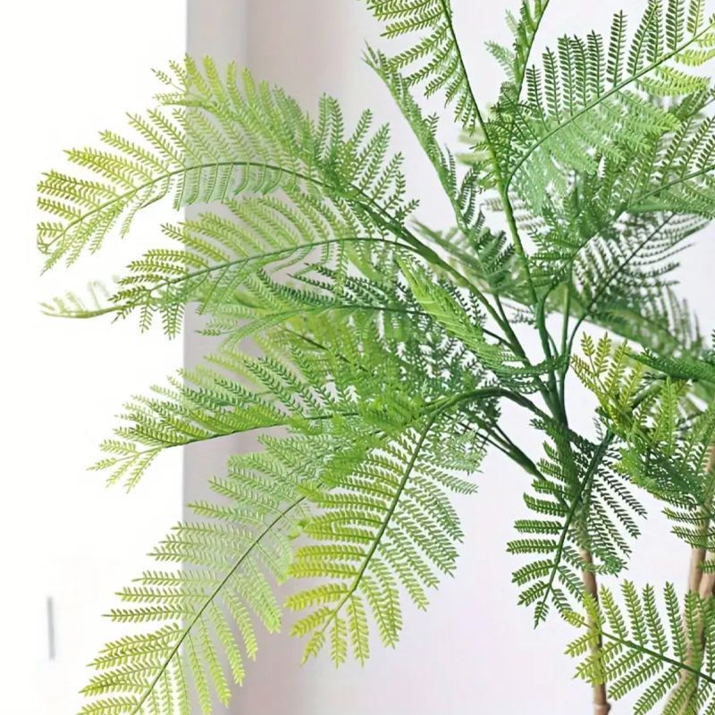 ジャカランダ 木